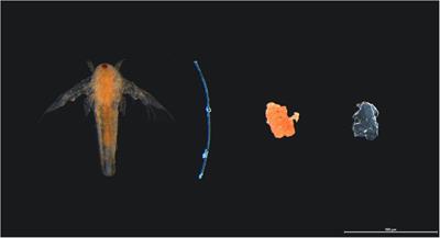 Ingestion and Depuration of Microplastics by a Planktivorous Coral Reef Fish, Pomacentrus amboinensis